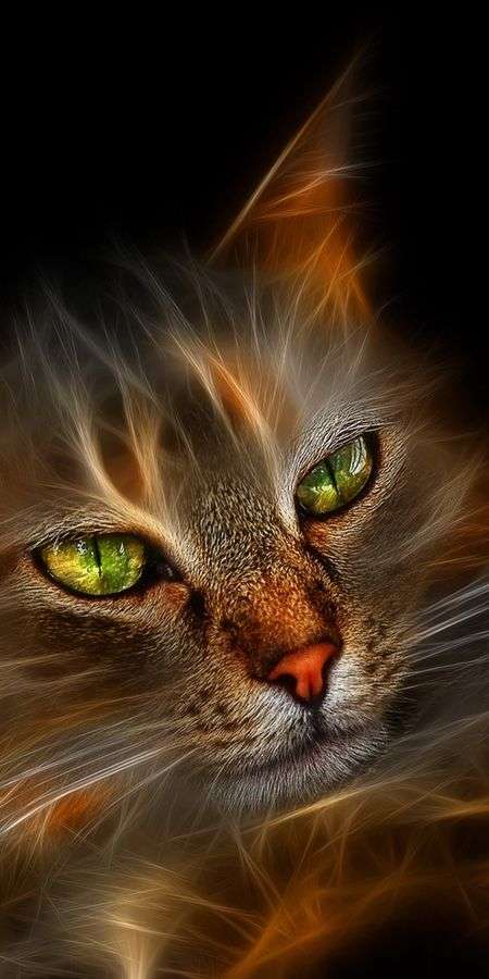 Cat wallpaper for iphone 14 12