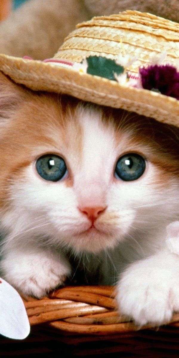 Cat wallpaper for iphone 14 13