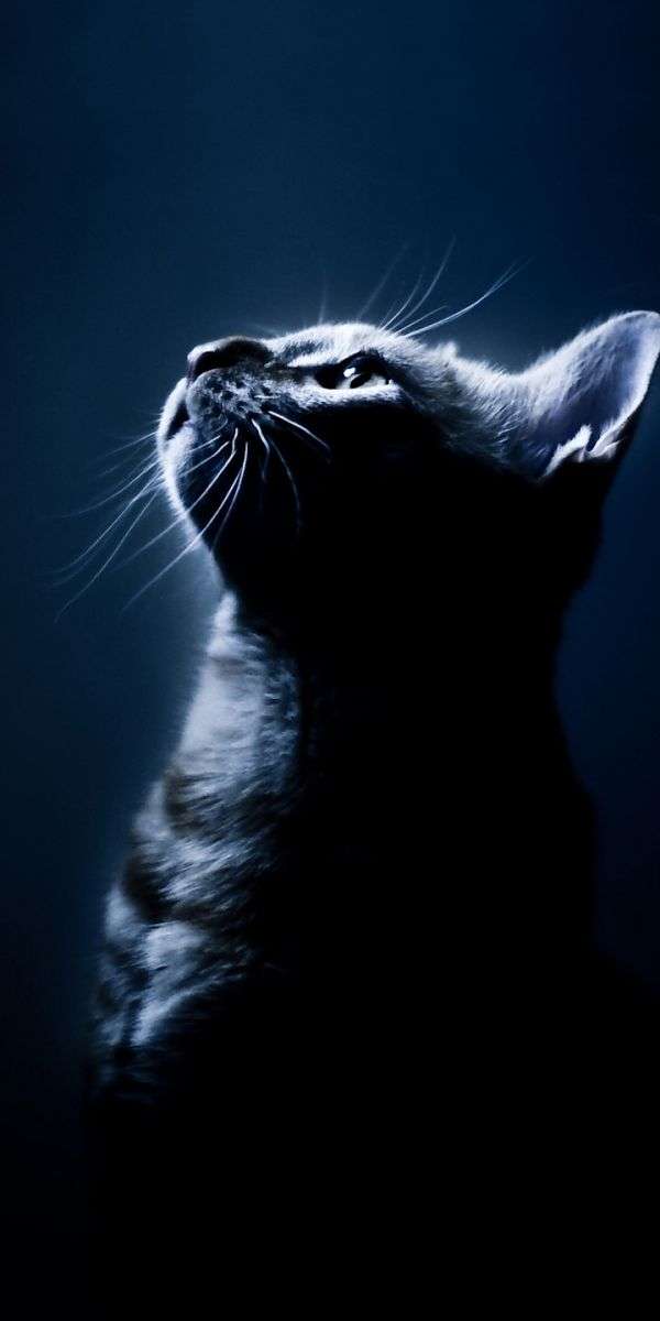 Cat wallpaper for iphone 14 4