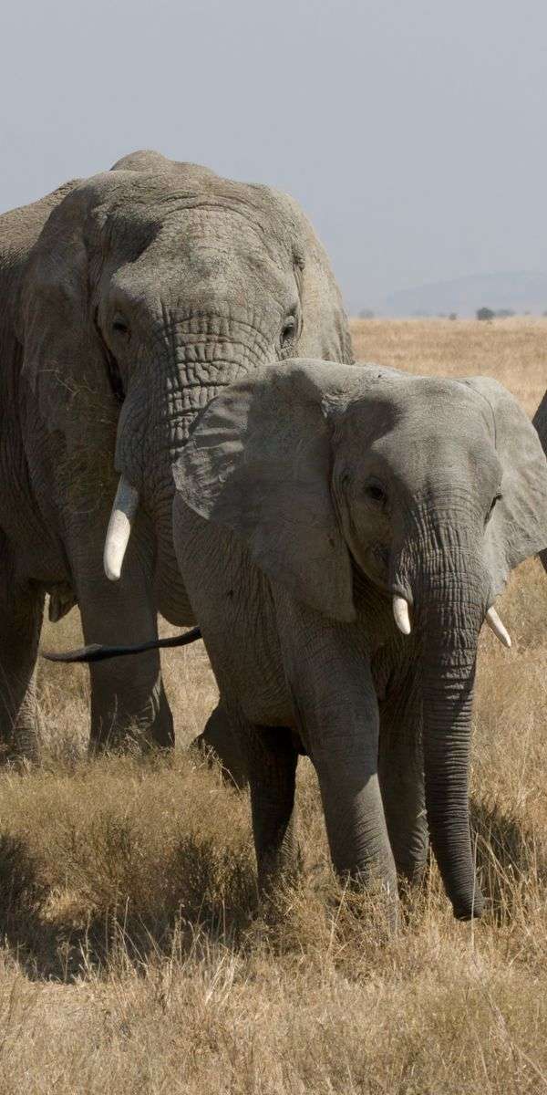 Elephant wallpaper for iphone 14 5