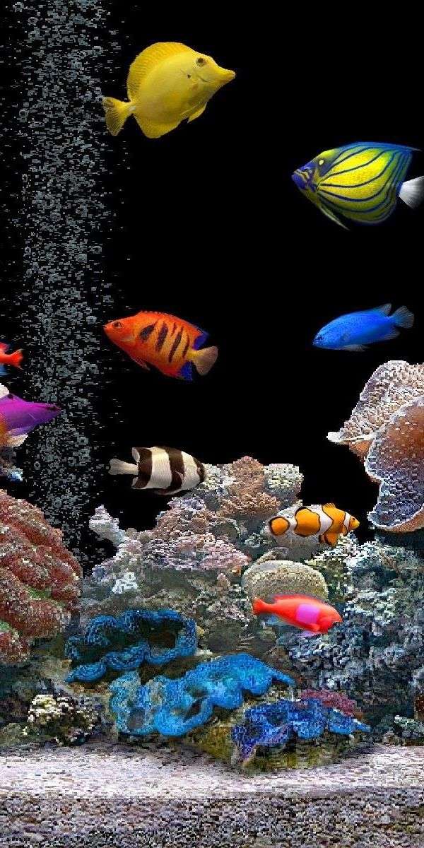 Fish wallpaper for iphone 14 3