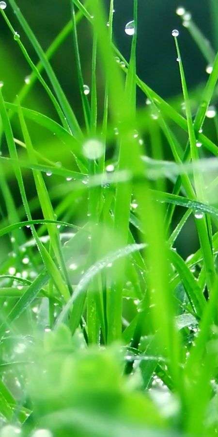 Grass wallpaper for iphone 14 4