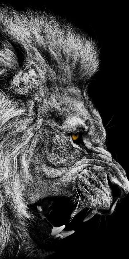 Lion wallpaper for iphone 14 11