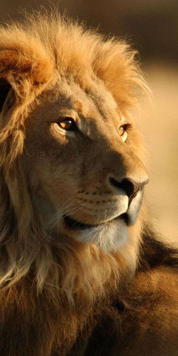 Lion wallpaper for iphone 14 13