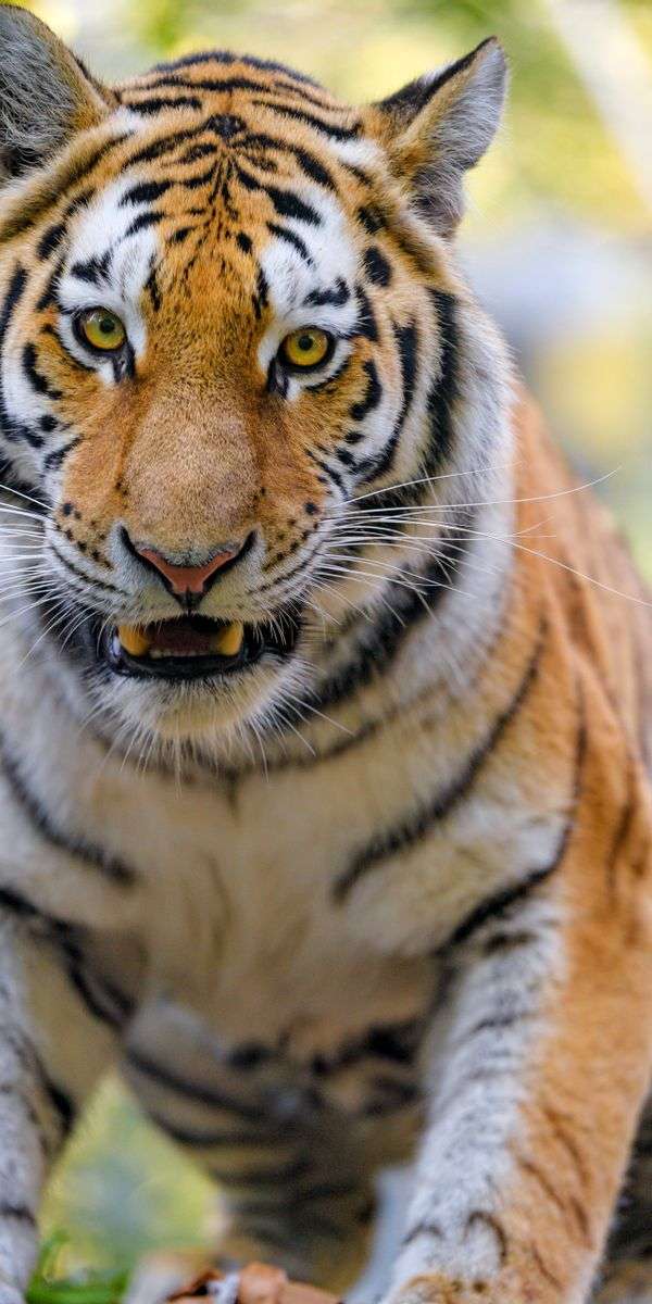 Tiger wallpaper for iphone 14 3