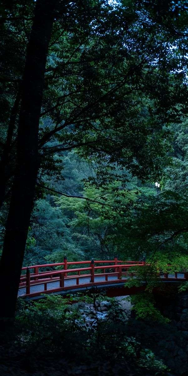 Tree wallpaper for iphone 14 2